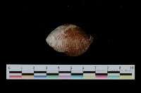 藏品(釣錘旋螺)的圖片